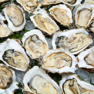 oysters