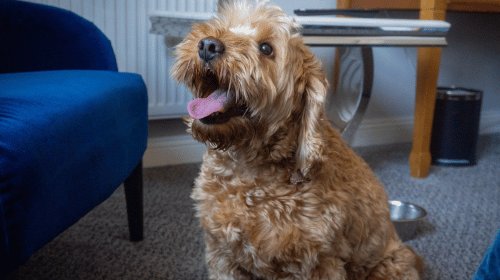 Pet-Friendly Guestrooms