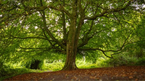 50 Steps to Sustainability