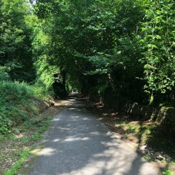 Paseos por el bosque