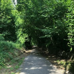 Paseos por el bosque